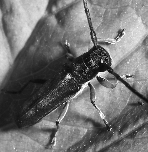 Da scannerizzazioni b/n 3: Phytoecia